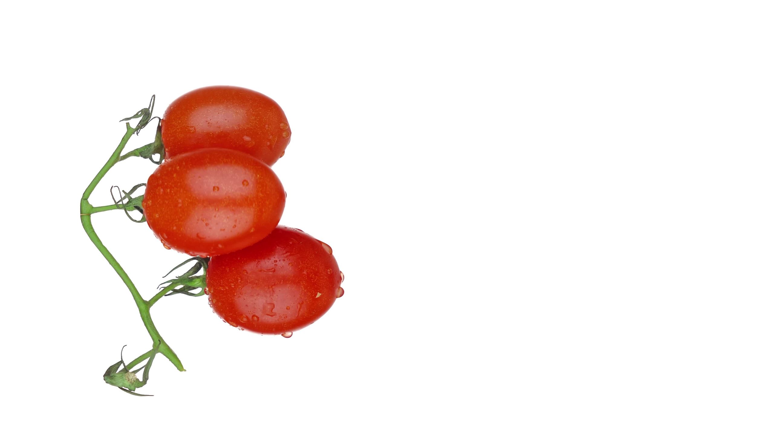 Pomodori maturi saporiti con gocce d’acqua sul ramo verde