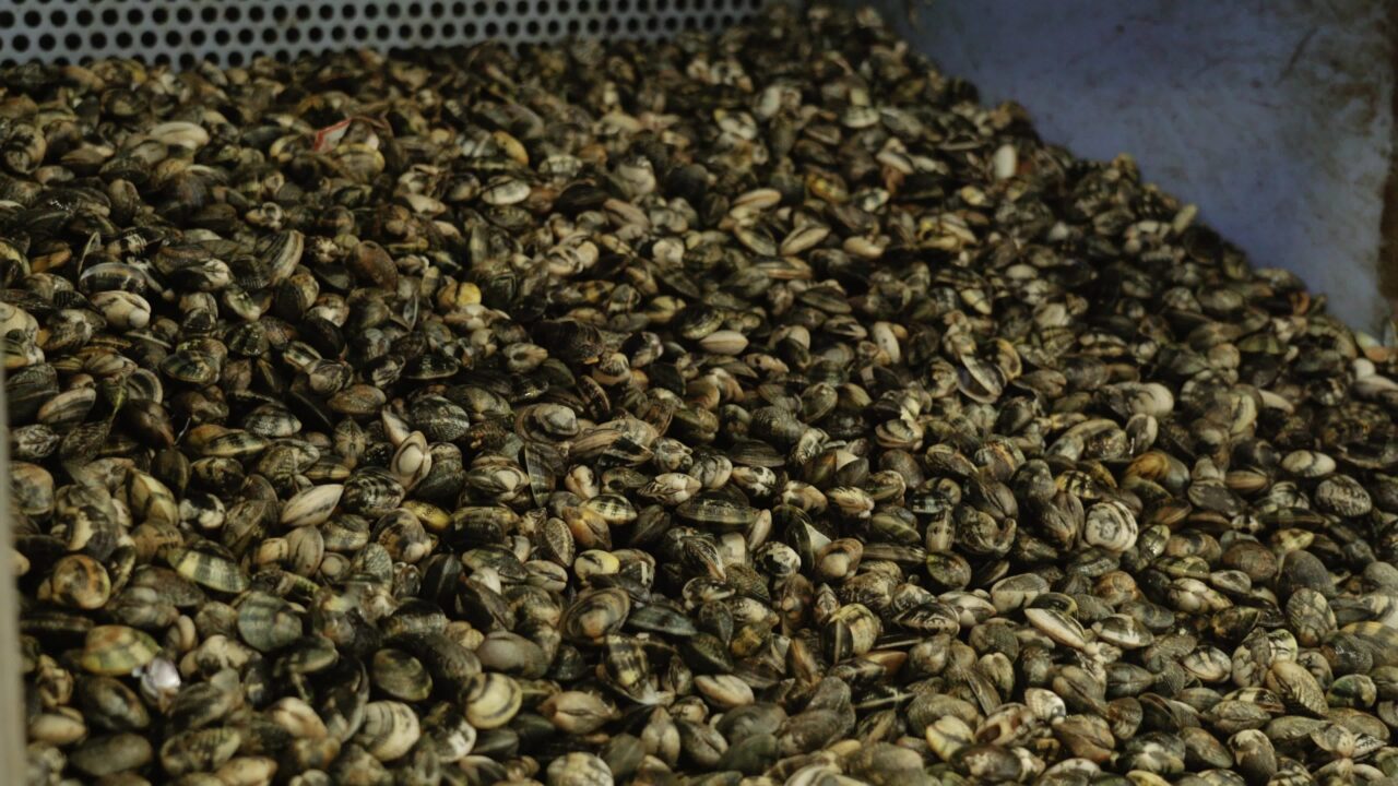 Grande mucchio di molluschi fasolari crudi freschi pronti per la cernita