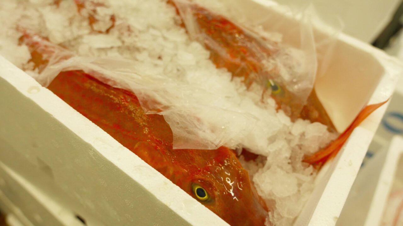 Fresh red fish in container with ice