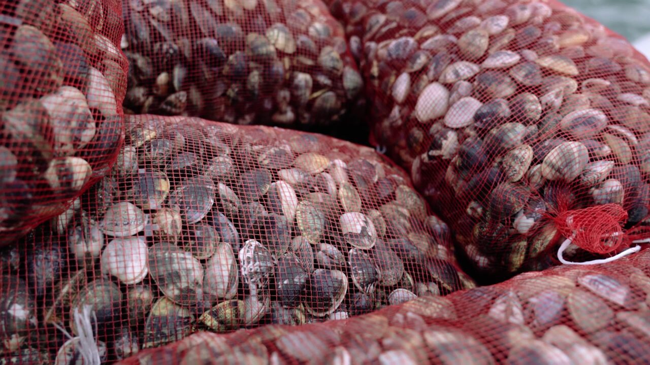 Movimento sopra sacchi confezionati con molluschi fasolari crudi freschi