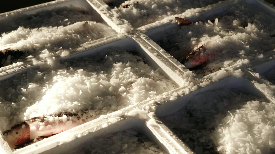 Ice is poured into the fish in the containers
