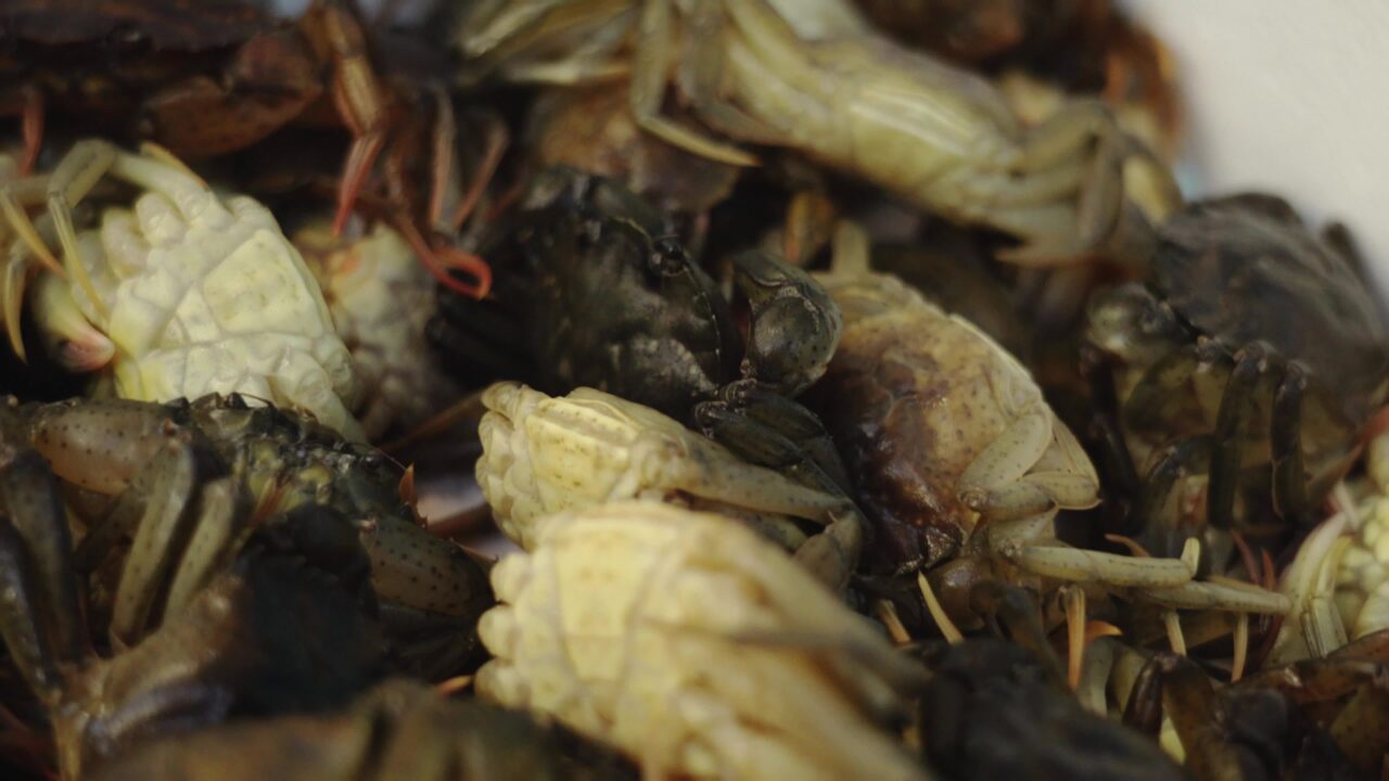 Crabs of newly caught raw crabs