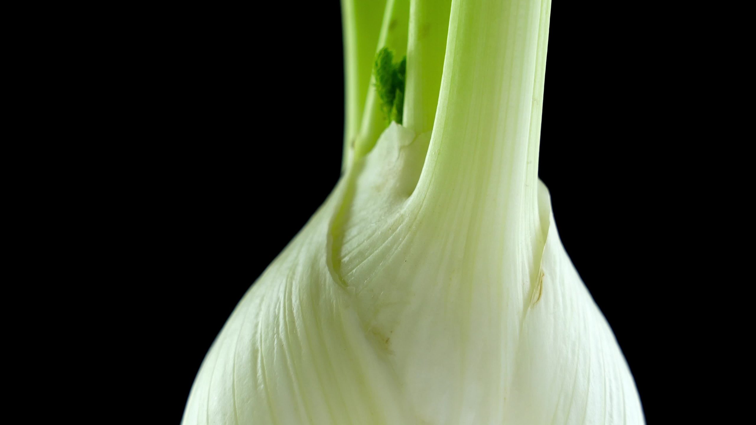 Ripe green fennel close-up