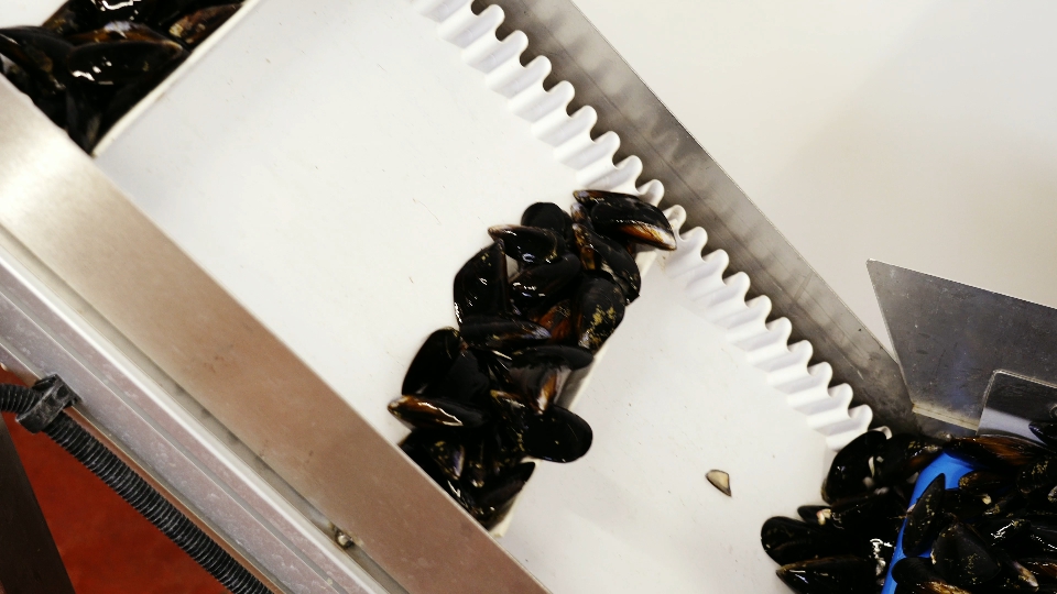 Il nastro trasportatore automatico trasporta le cozze crude alla linea di cernita