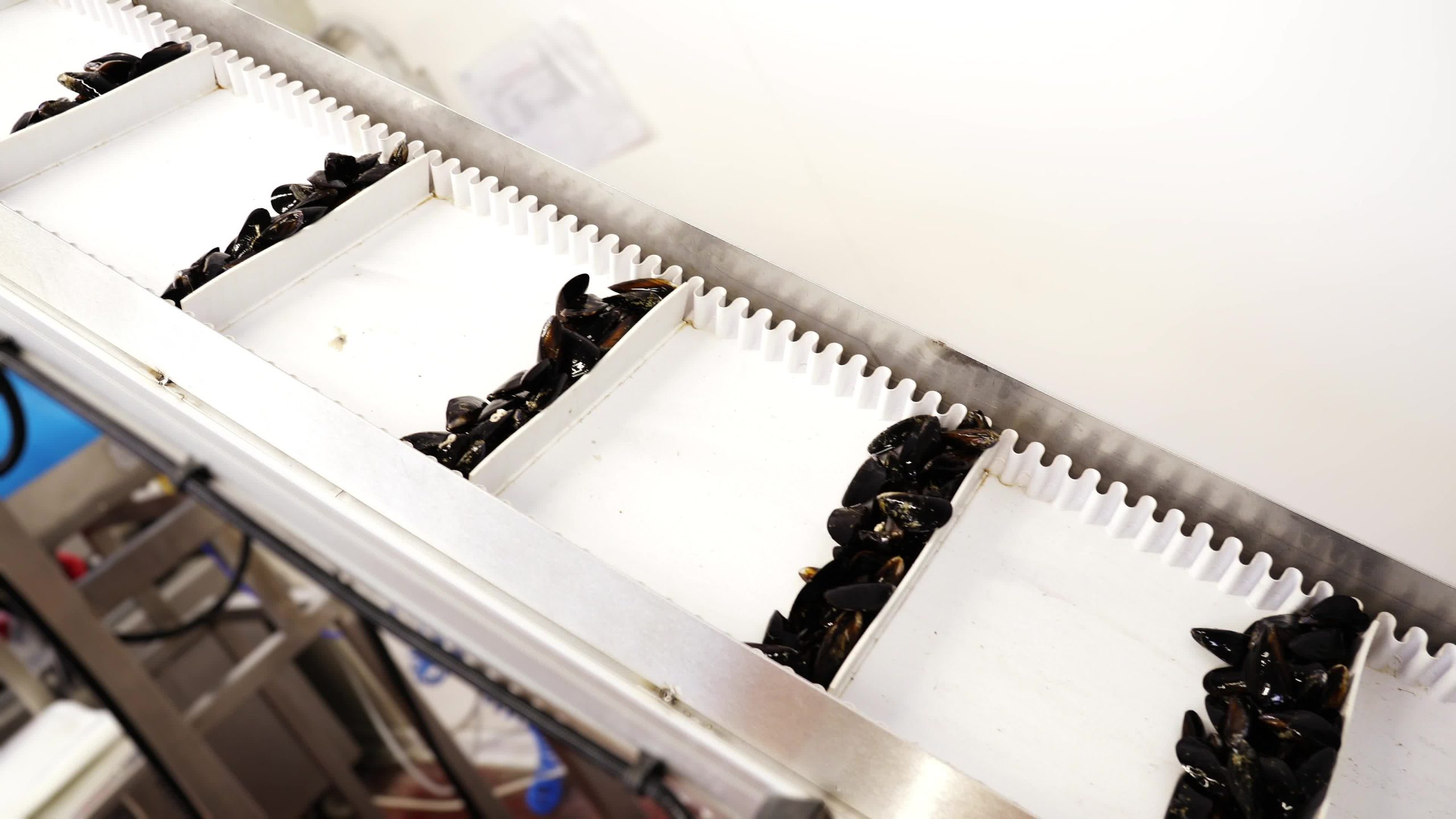 Automatic sorting line carries fresh mussels