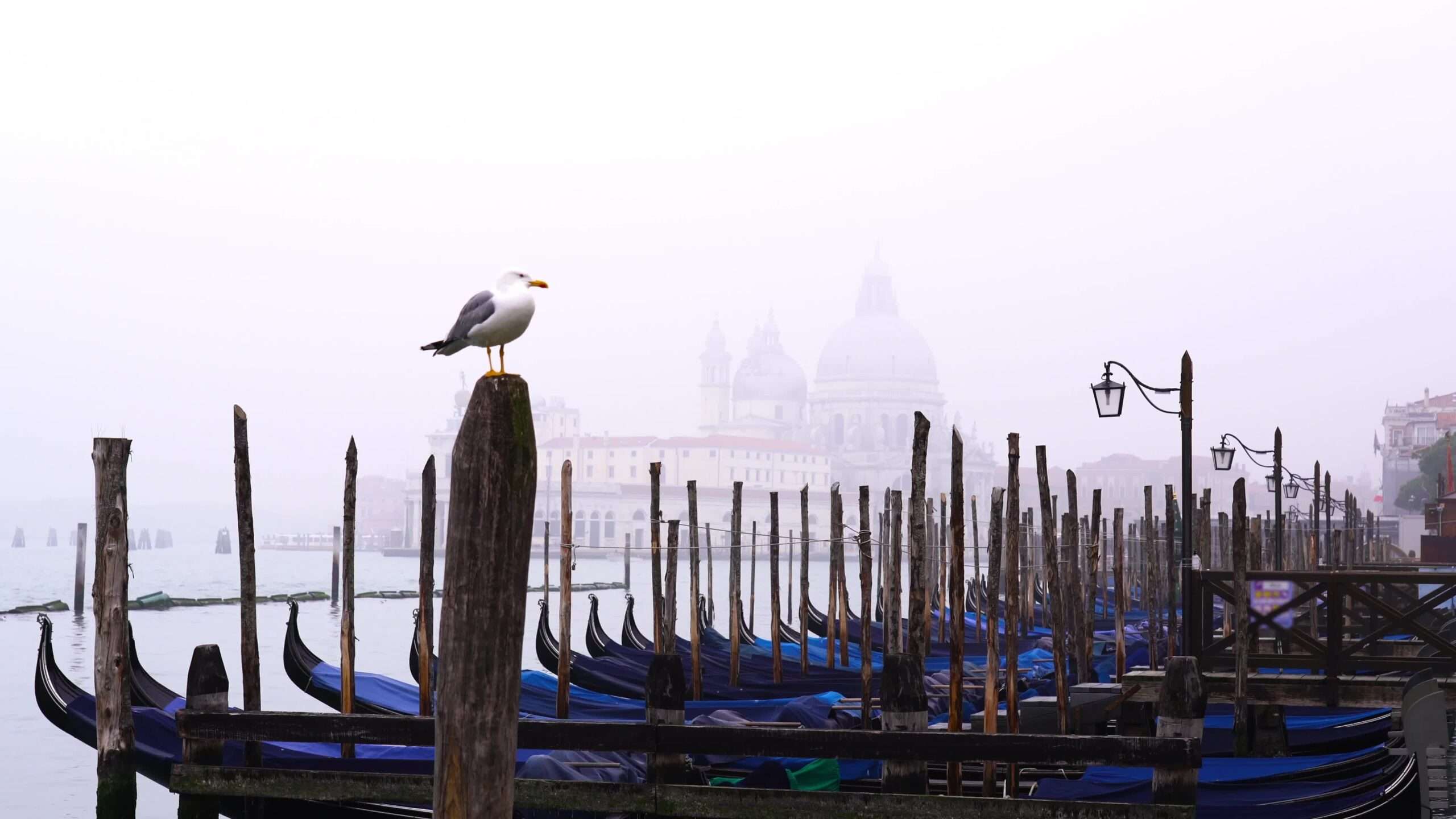 Gabbiano seduto sul palo veneziano