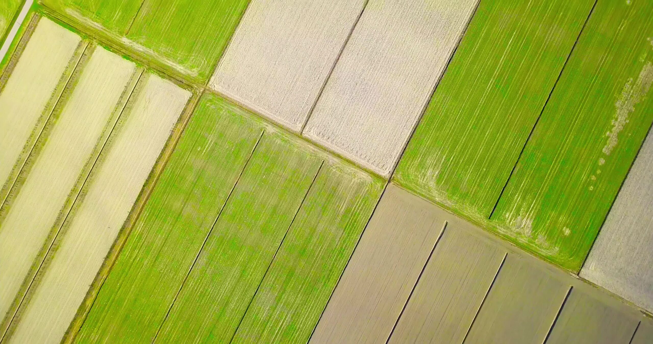 Green terrain with perfect diagonal lines and tractor tracks