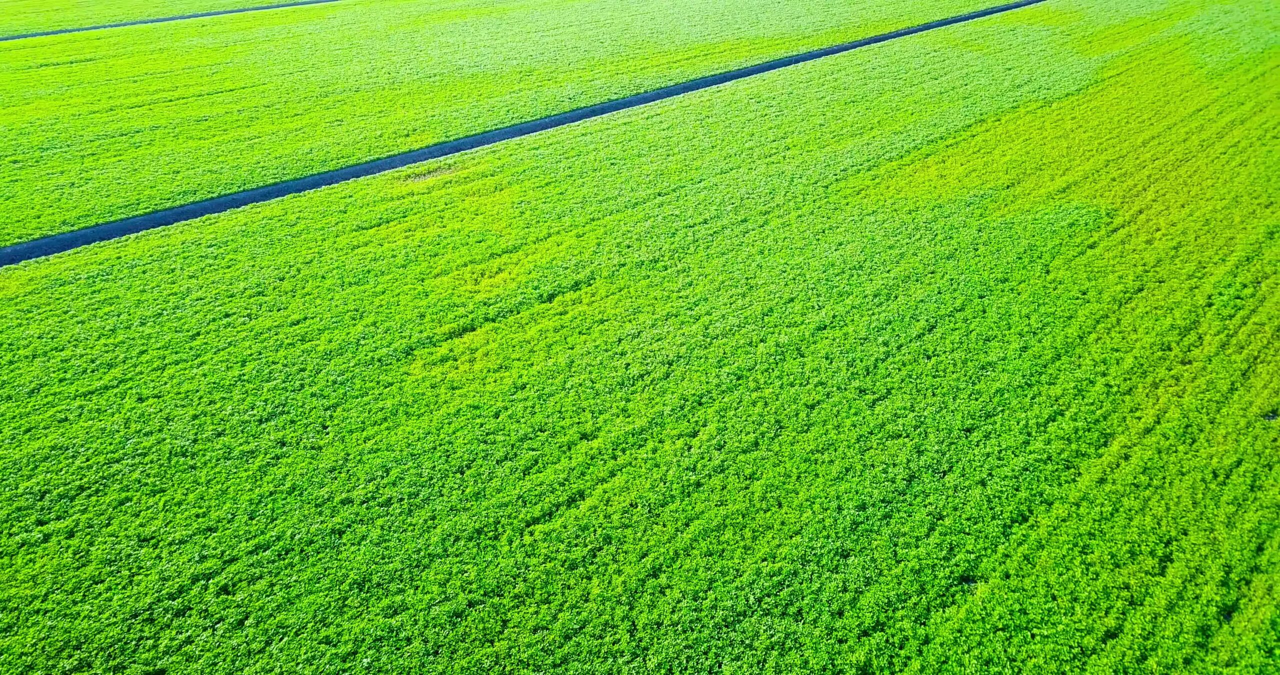 Succose aiuole circondate da stretti canali di irrigazione
