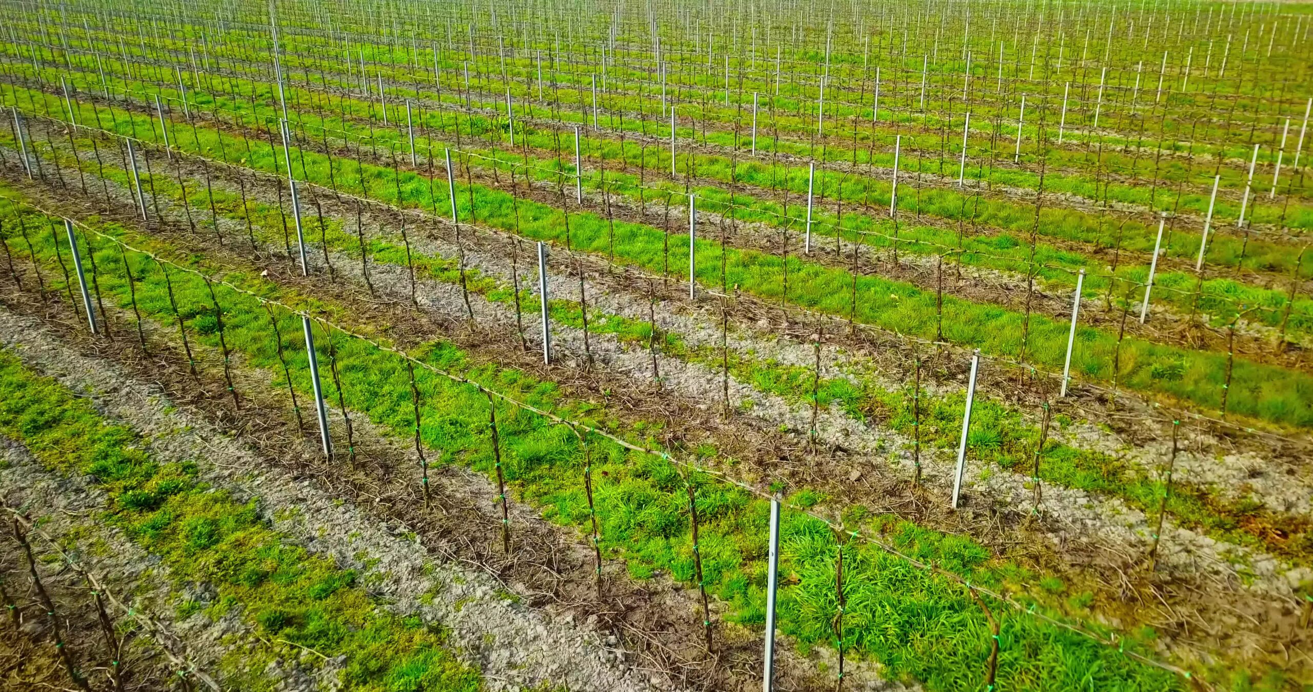 Vigna giovane italiana fruttuosa con strisce di erba verde