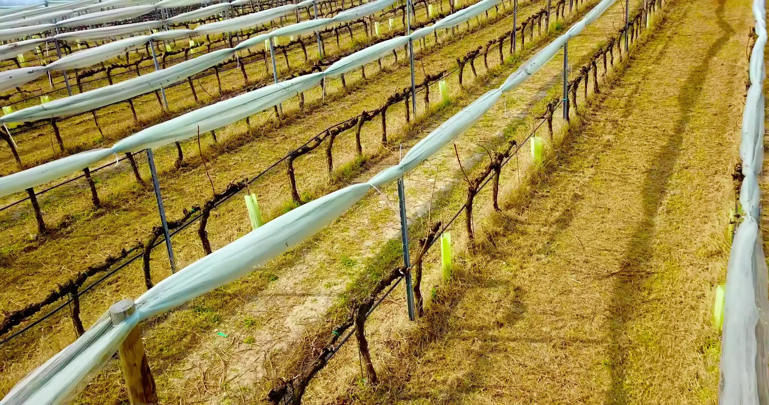 Aerial motion along boundless vineyard with young vine rows