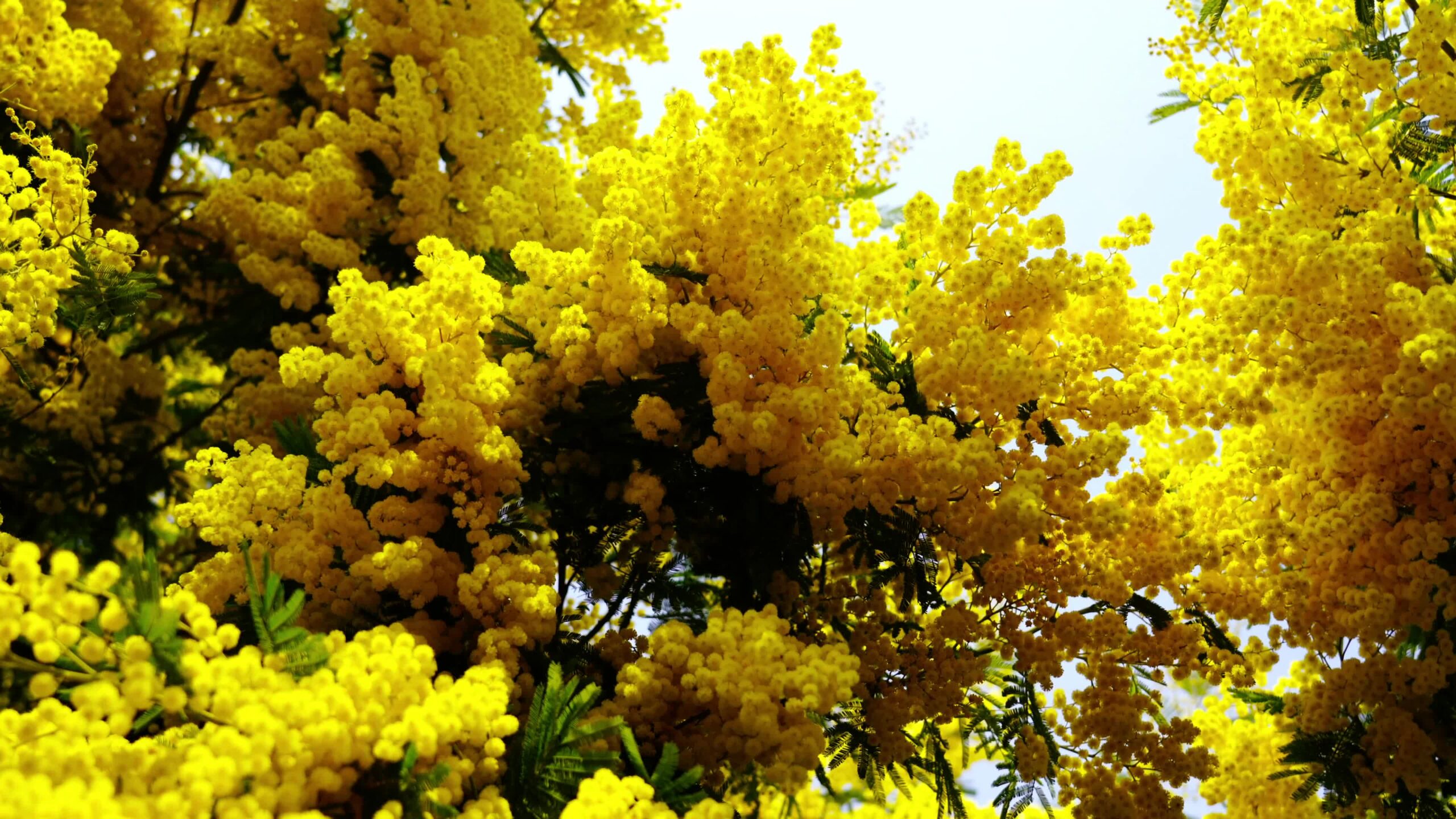 The Wonder of Mimosa: Captivating Beauty in Bloom