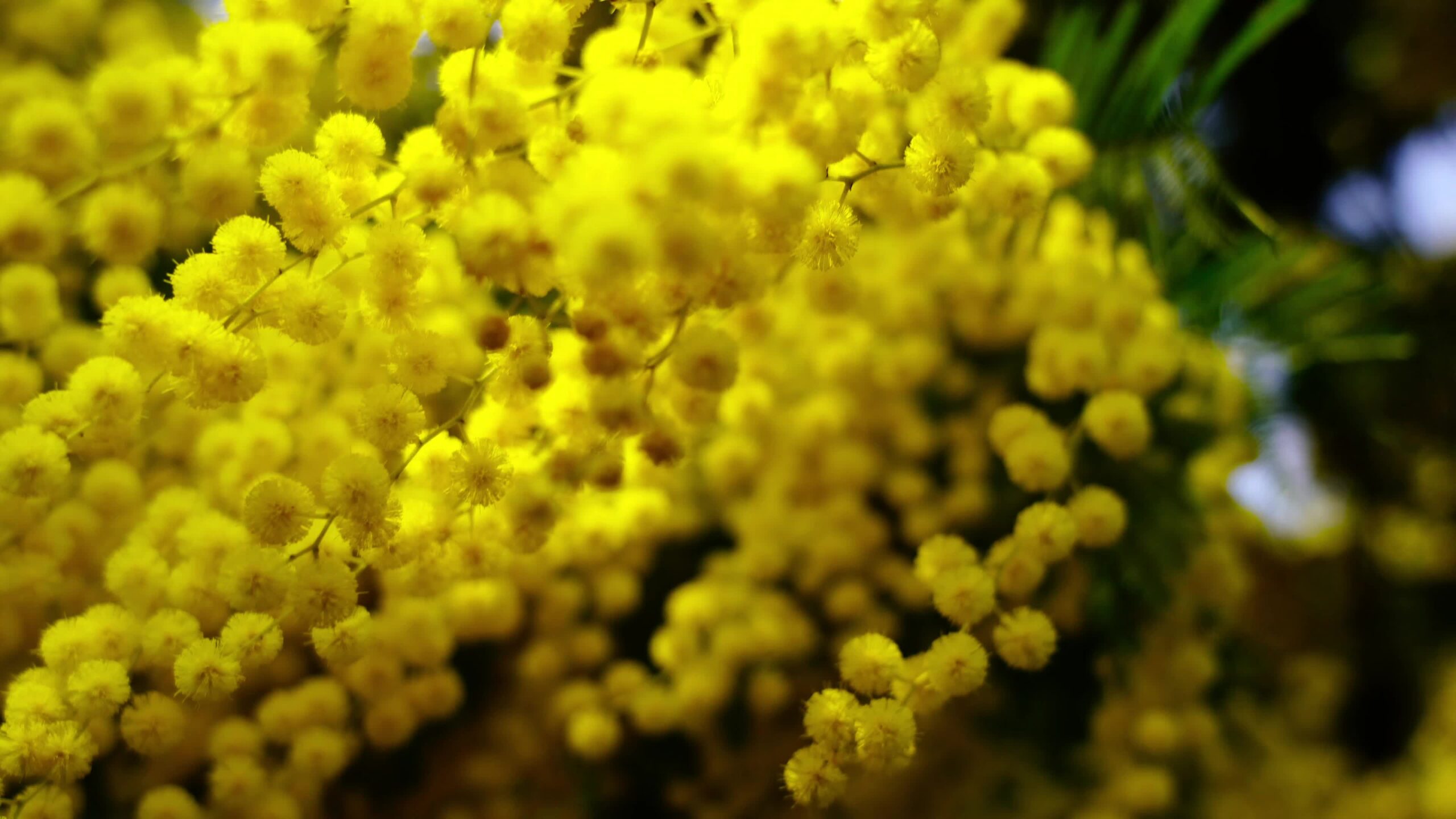 Yellow mimosa inflorescence with small flowers and leaves