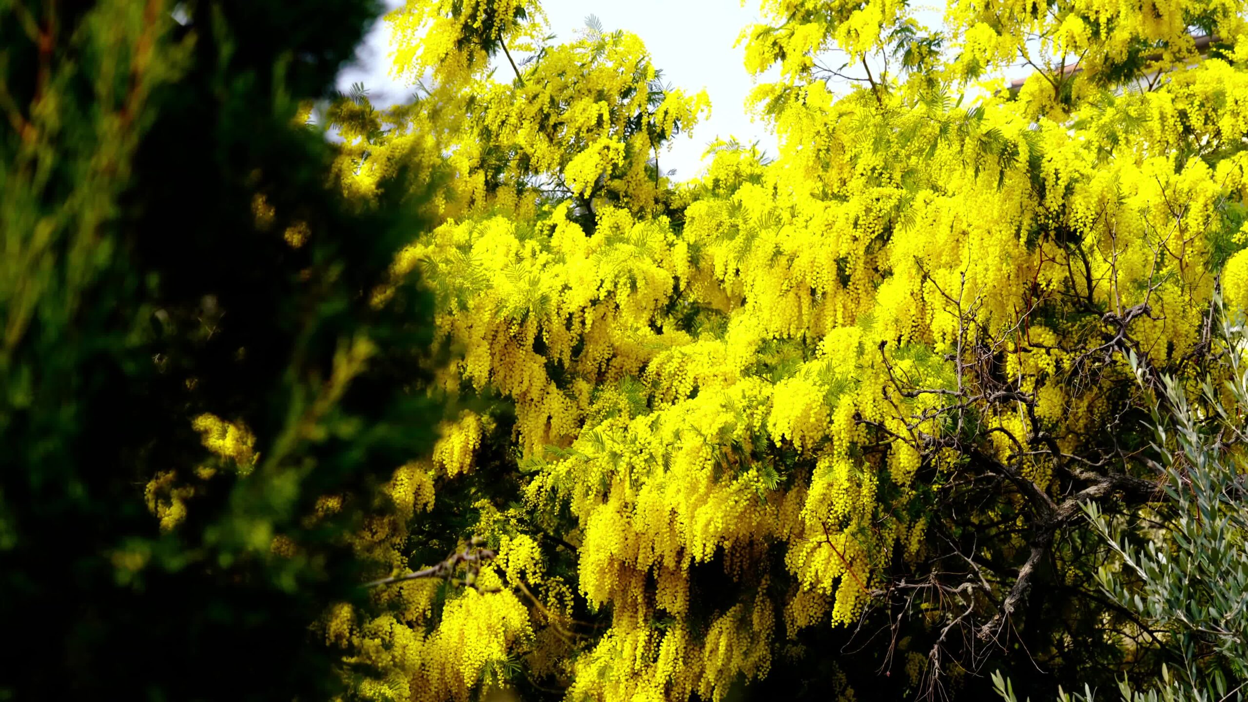 Small yellow flowers of dense mimosa blossom grow in park