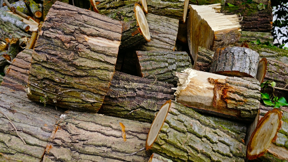 Grandi tronchi di legno secco marrone giacciono in mucchio con foglie verdi
