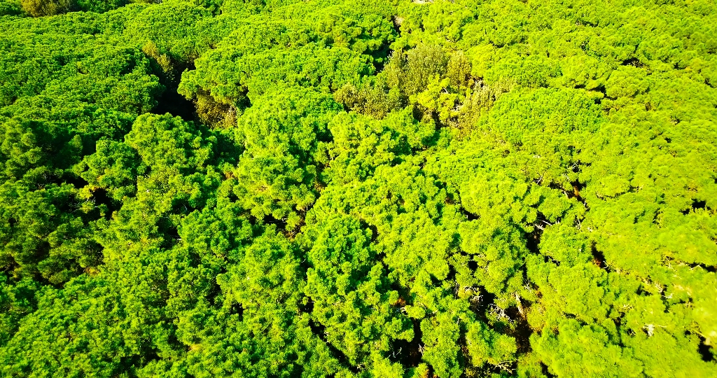 Foresta verde con innumerevoli alberi ad alto fusto con una fitta chioma