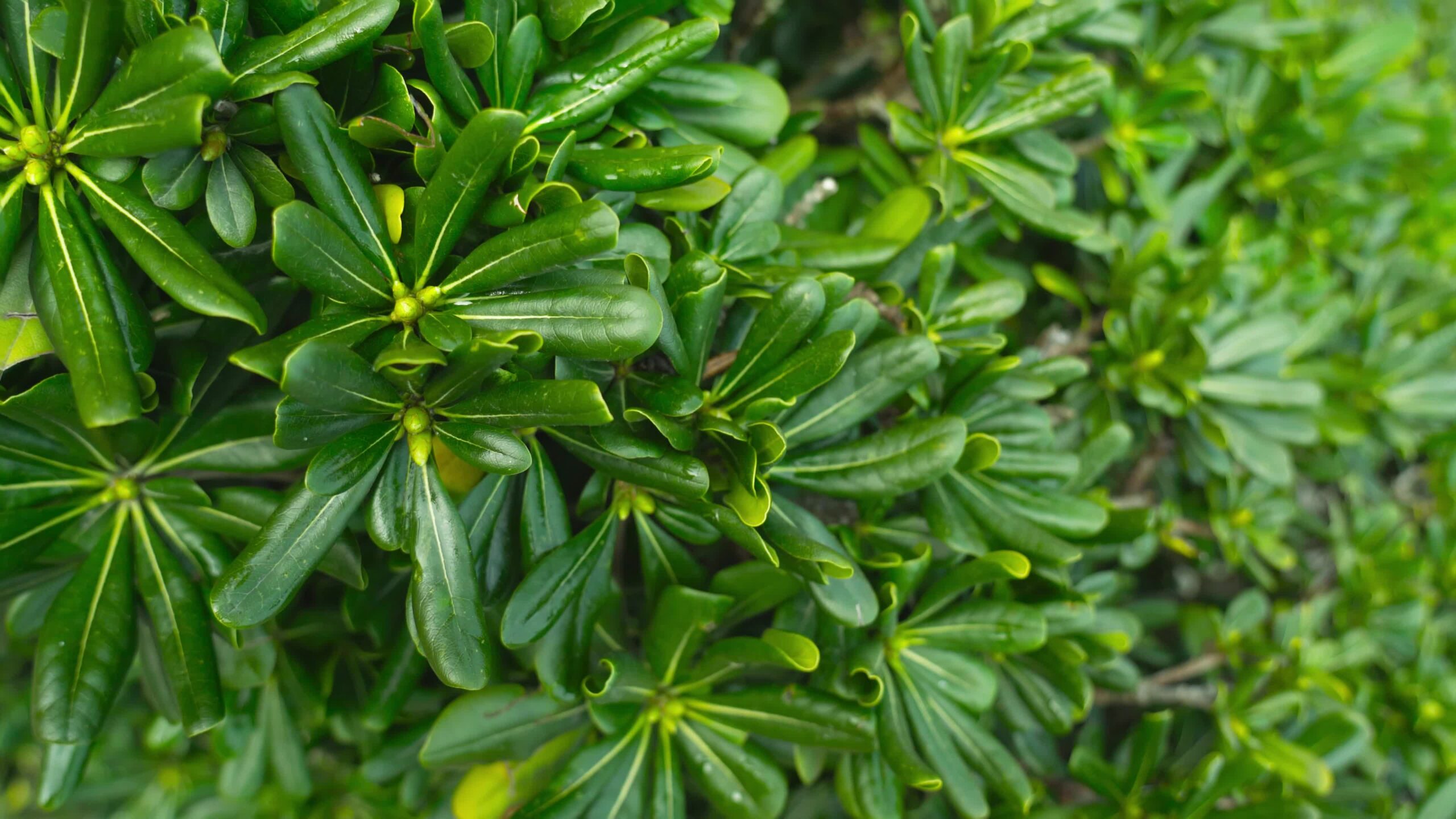 Erbacce sontuose piante succulente affiorano con foglie succose