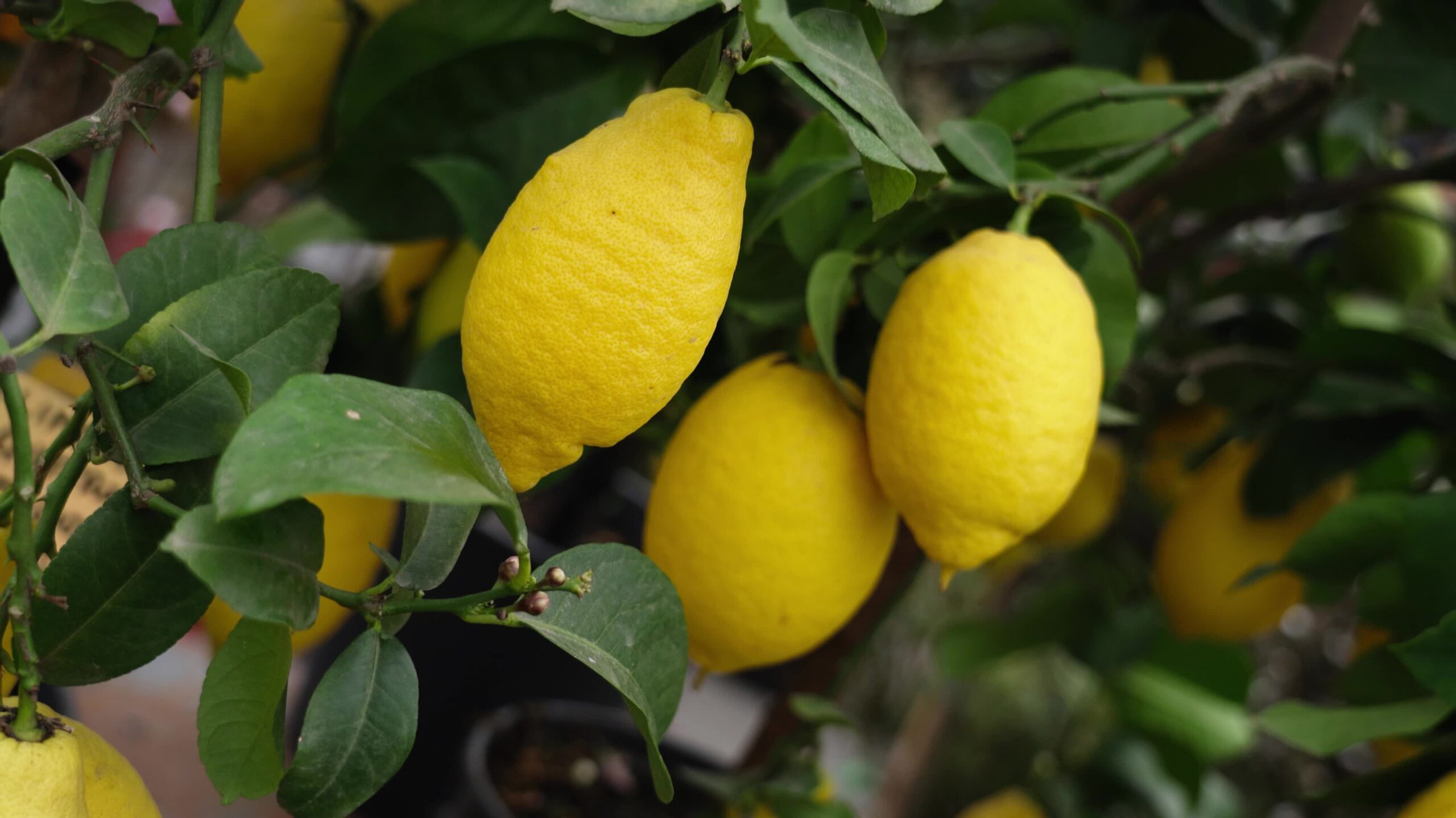 Limoni: Il Profumo dell’Estate in un Frutto