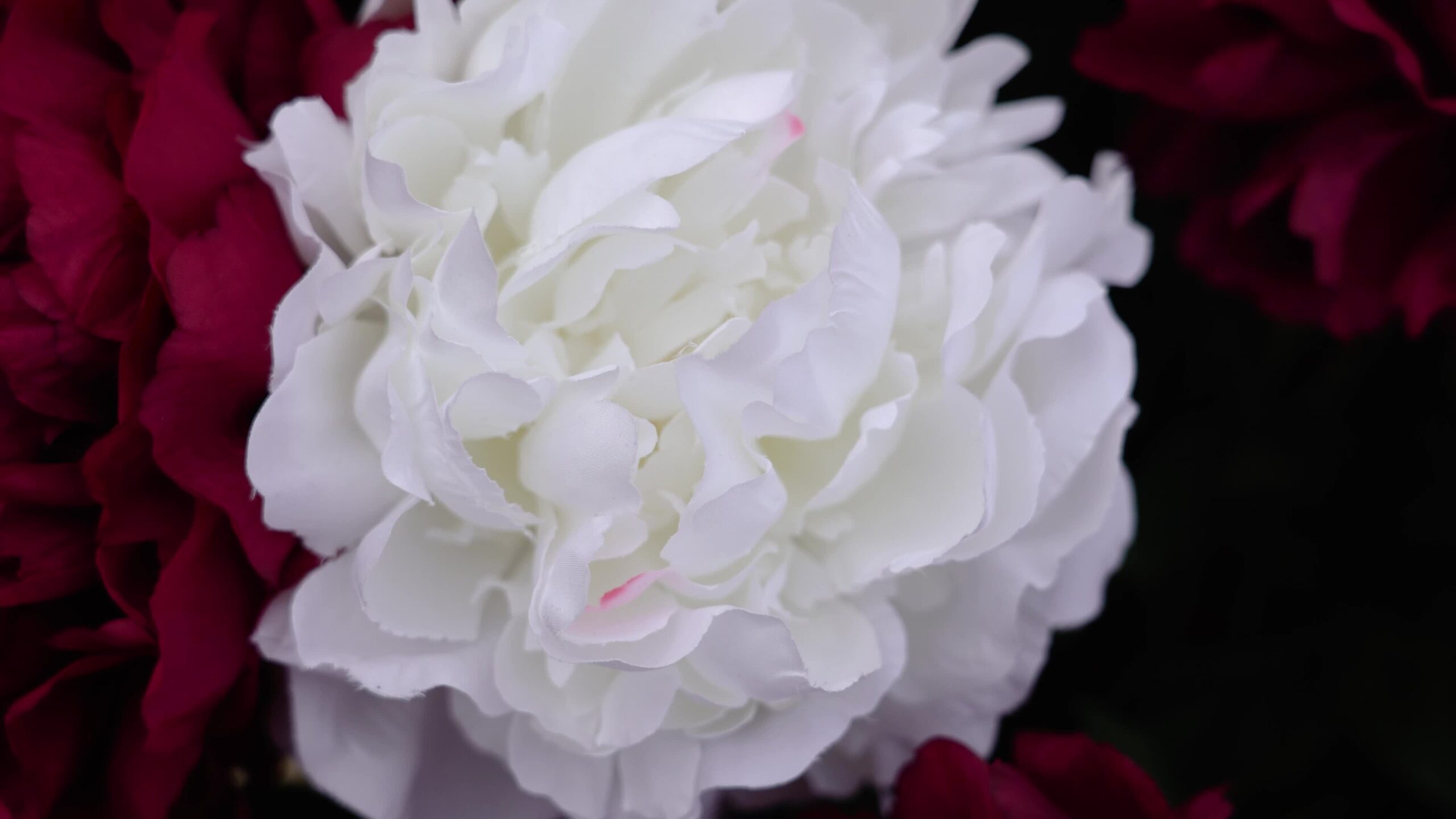 Picturesque white peony flower among colourful red petals