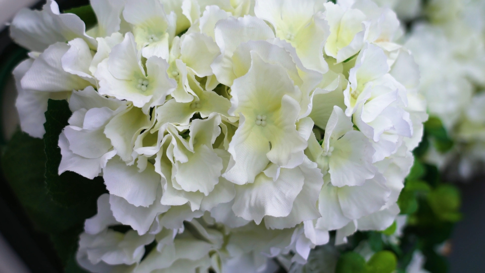 Fiori di ortensia con petali bianchi nel negozio di fiori locale