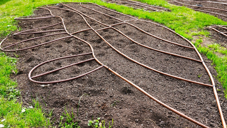 Sistema di irrigazione a goccia con tubi di gomma tra l’erba verde