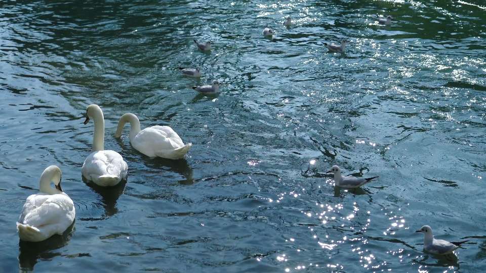 Cigni e gabbiani nuotano sull’acqua del fiume