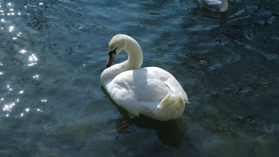Cigno bianco pulisce le sue piume sull’acqua