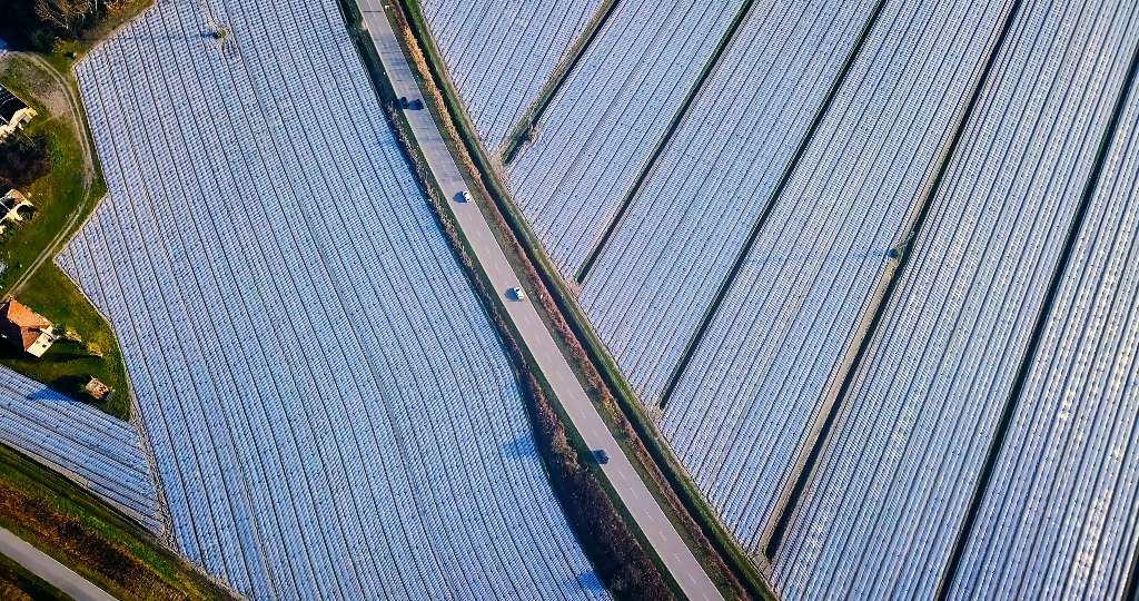 Spunbond agrofibre covers the plantations