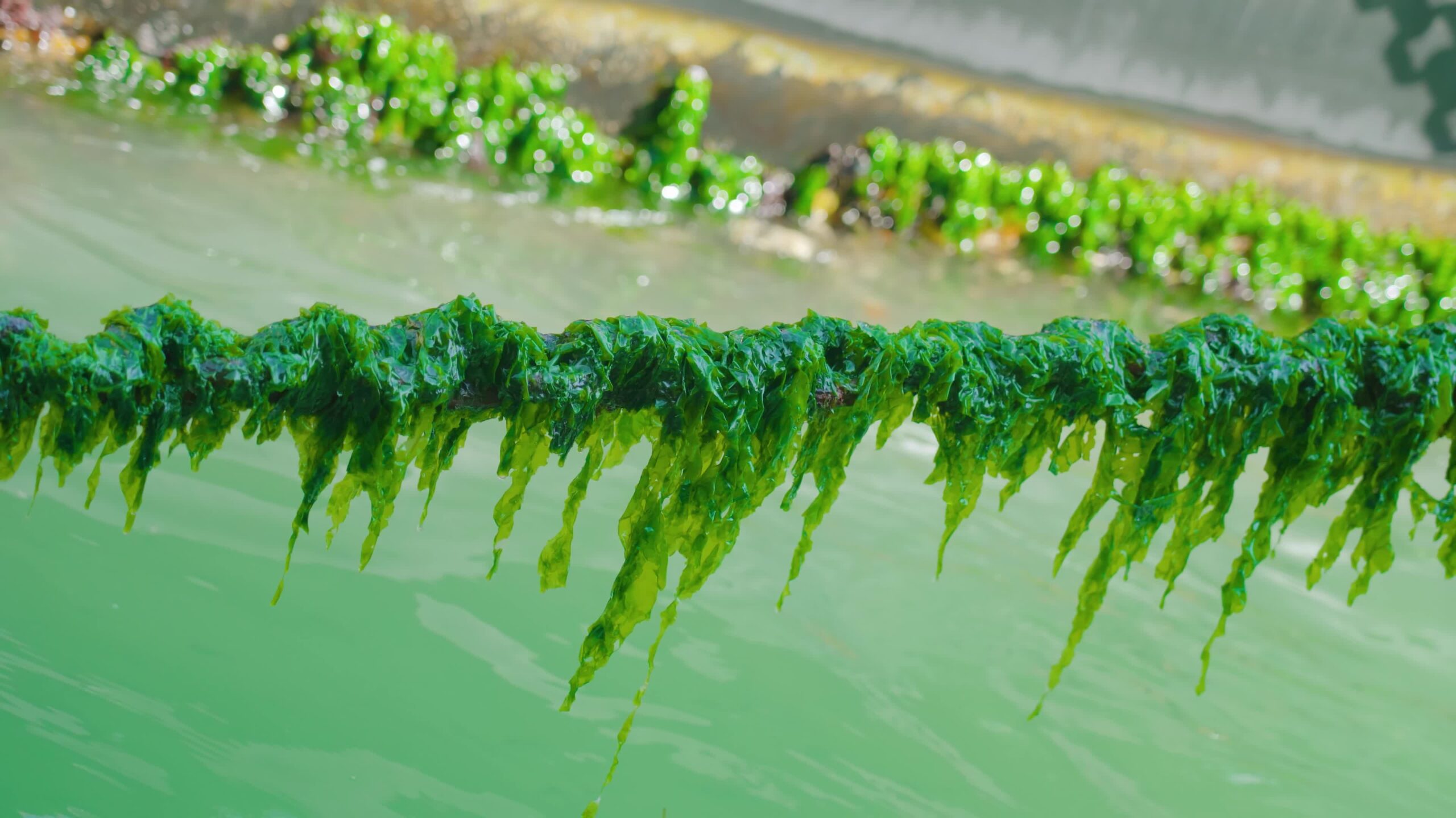Green algal bloom hangs on chains above Venetian waterways