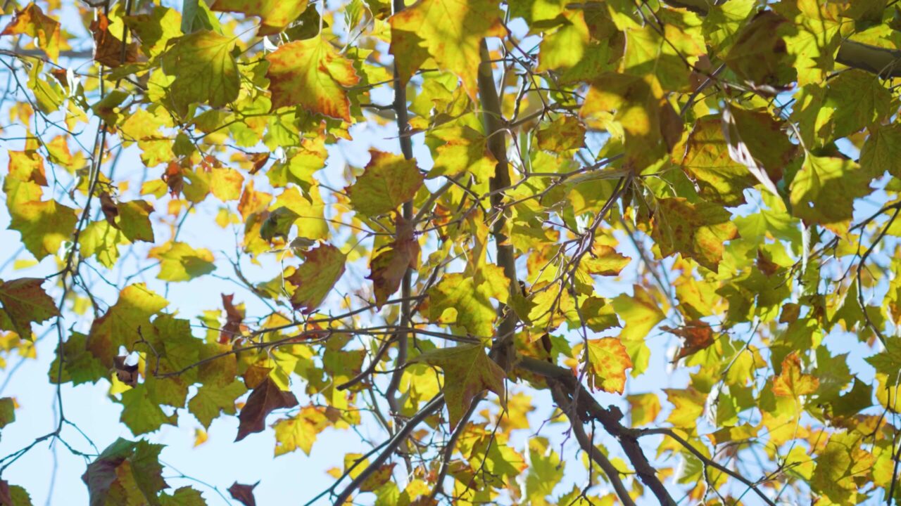 Rays of sunlight light yellow maple leaves in Burano