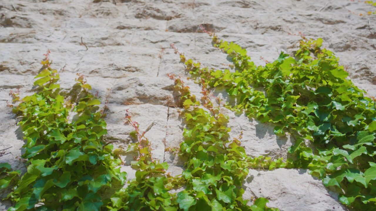 Piante verdi contorte sparse su grandi rocce antiche in rovina