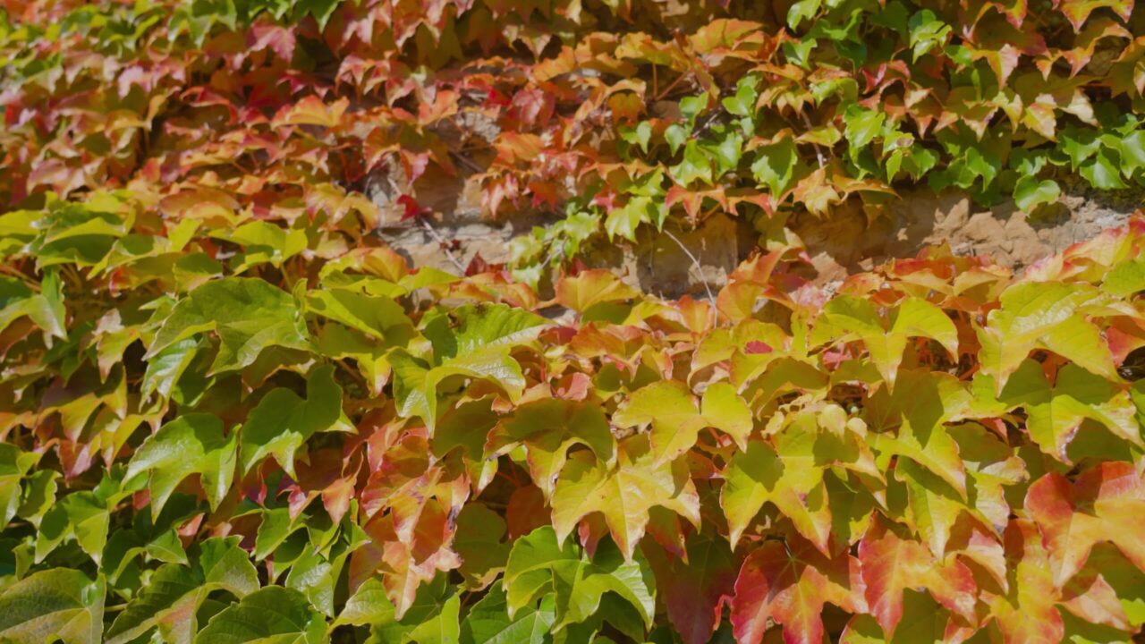 Le foglie autunnali verdi e gialle