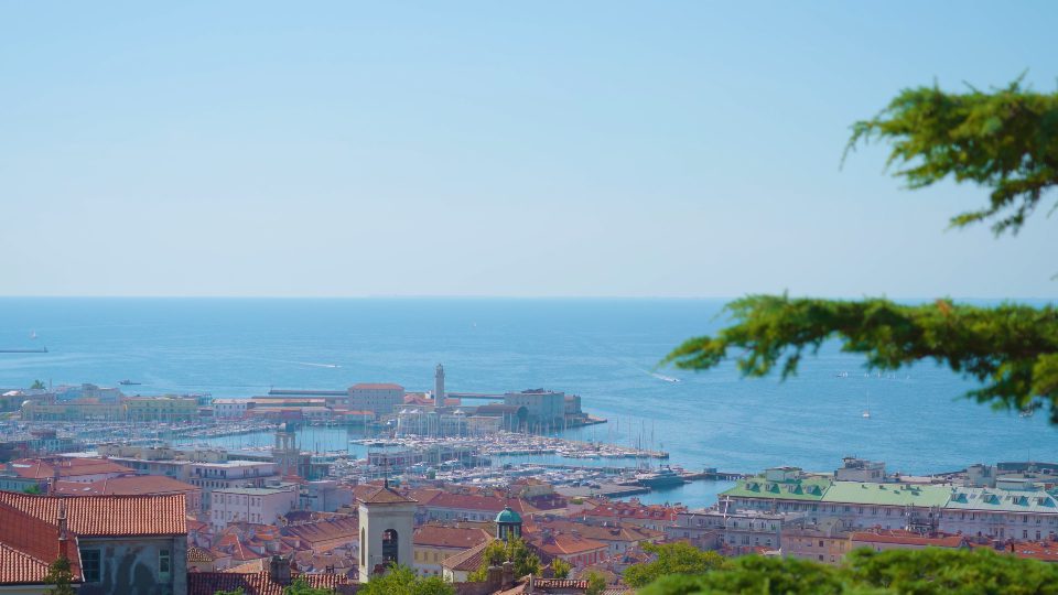 Il panorama della città vecchia si apre dietro un rigoglioso pino verde