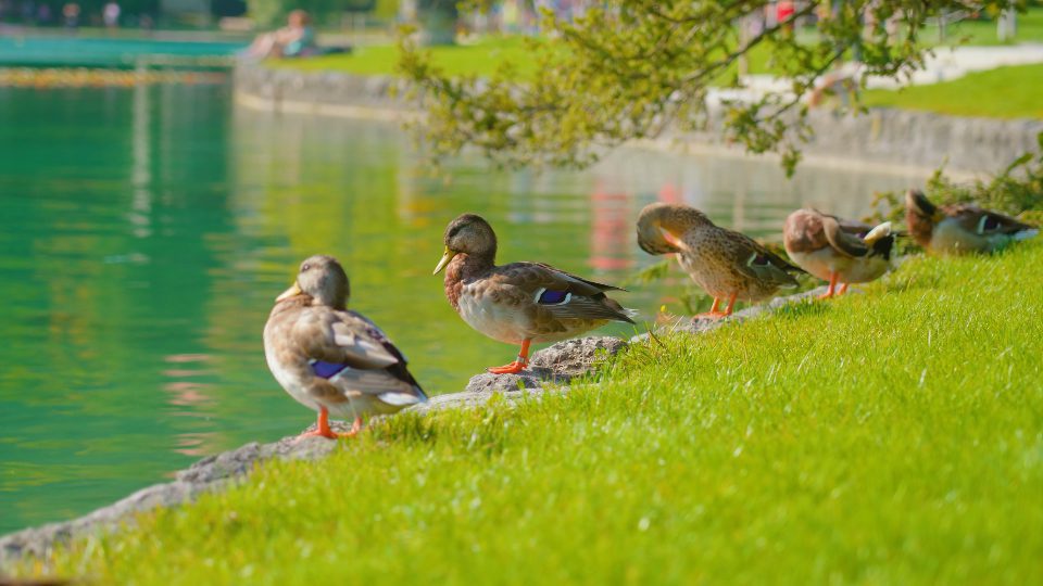 Wild ducks lined up on green grass in park around Bled lake