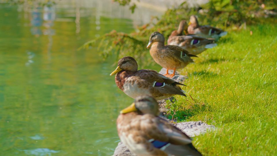 Wild ducks lined up near water of Bled lake in green park