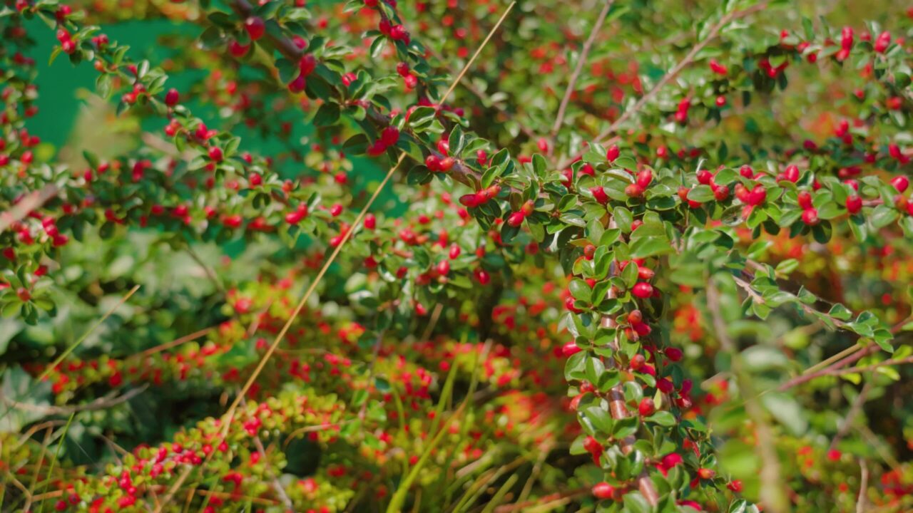 Lush branches with wild red berries growing near Bled lake