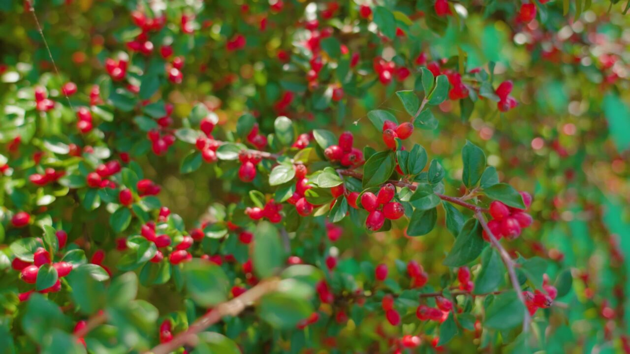 Lush branches covered with red wild berries and green leaves