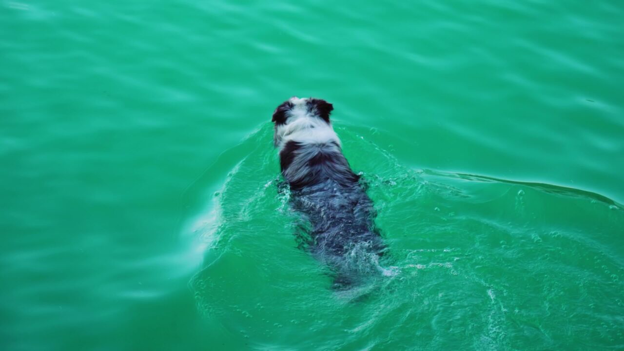 Little dog swimming in blue water of Bled lake closeup