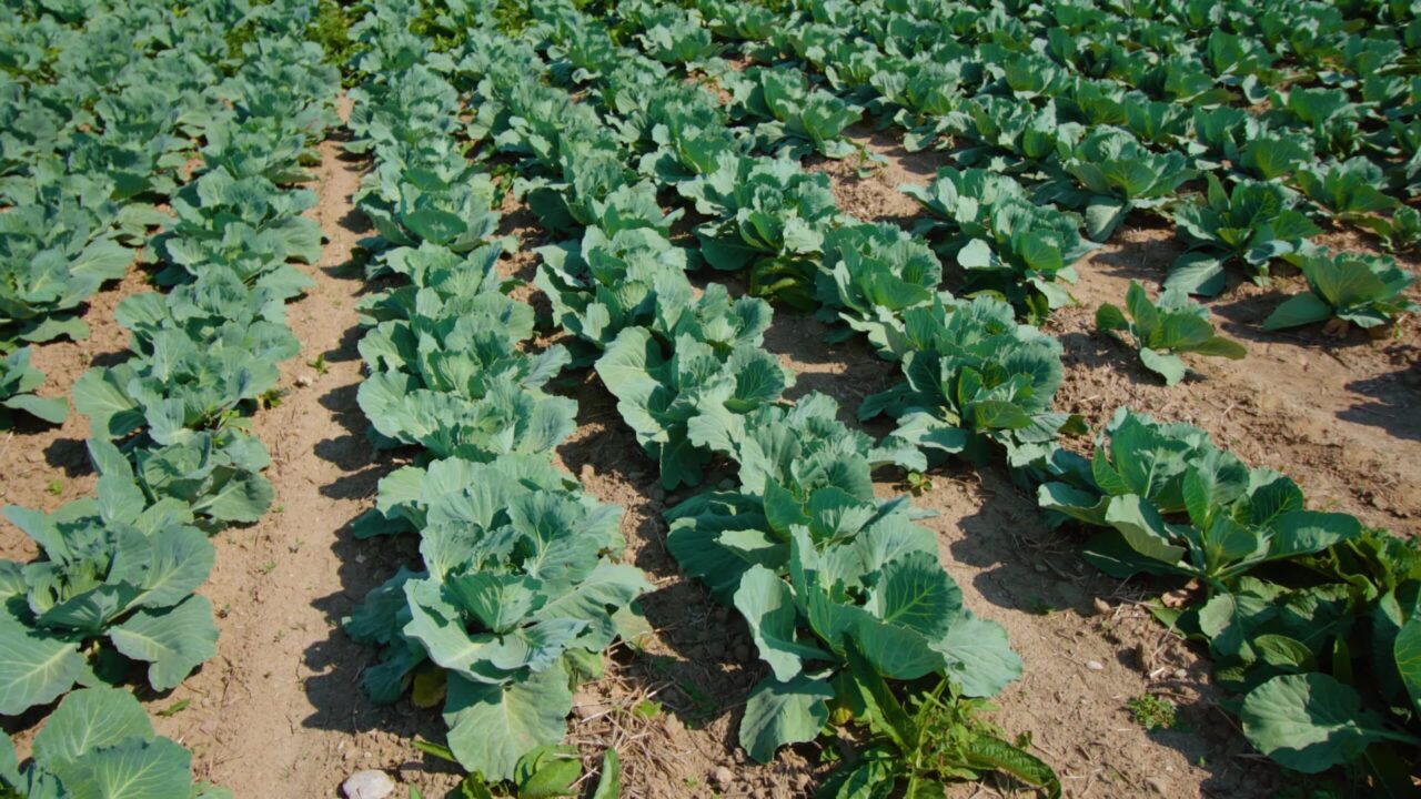 Campo agricolo con cavolo in crescita