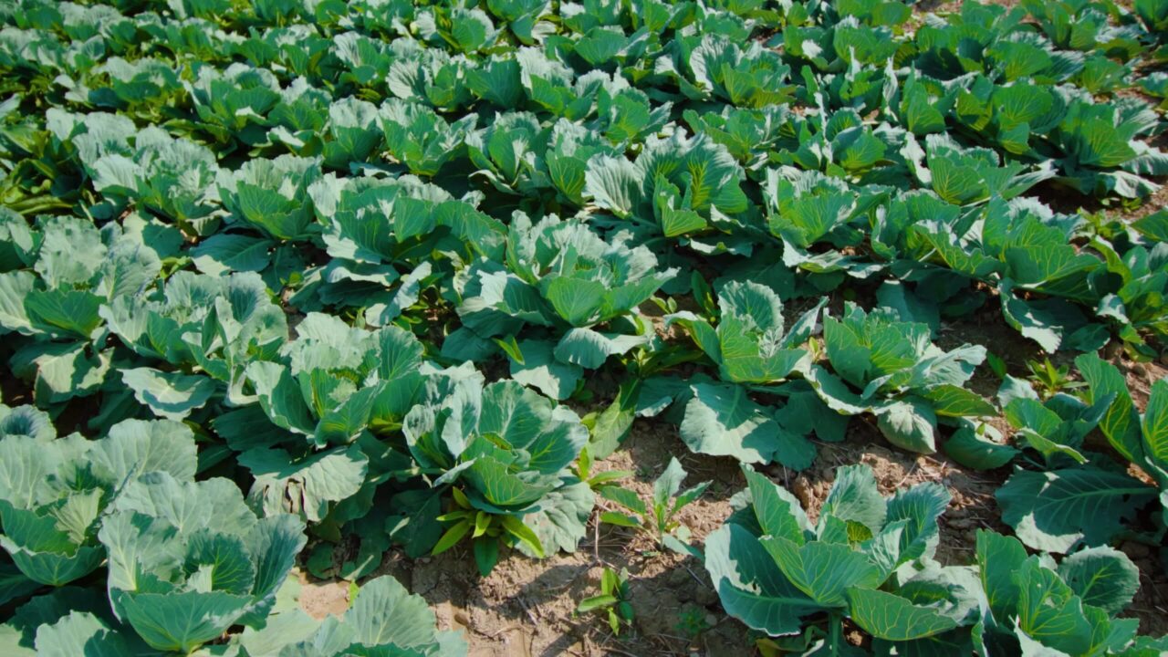 Le piante di cavolo crescono in file sul campo agricolo