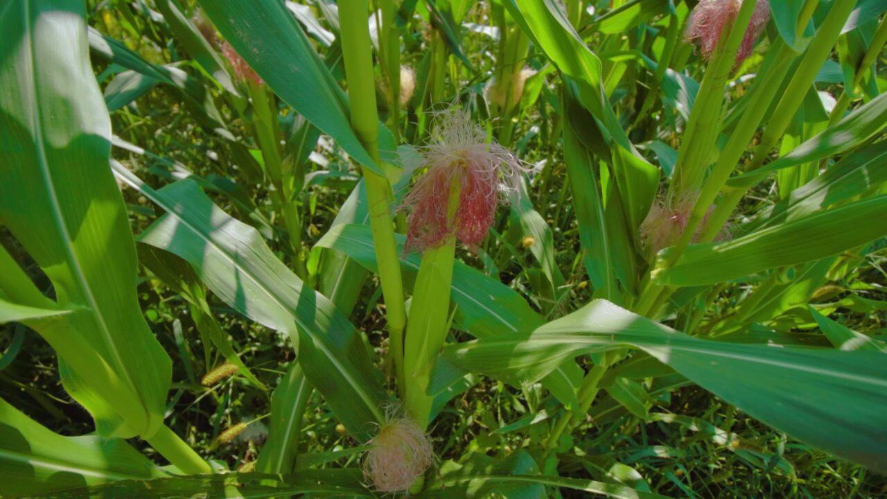 Vegetable garden with corn cobs growing on plantation