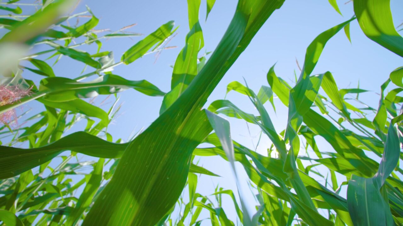 Corn cobs grow under clear sky and bright sunlight