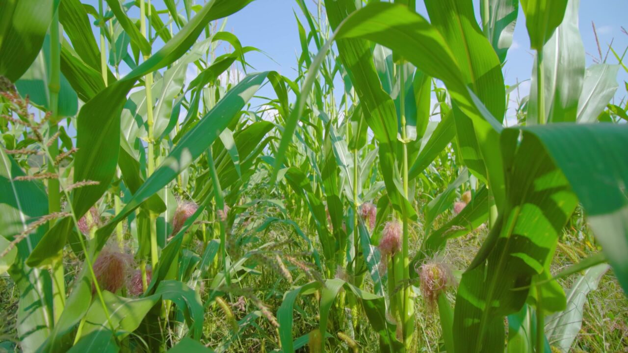 Motion through corn plant rows growing under clear sky