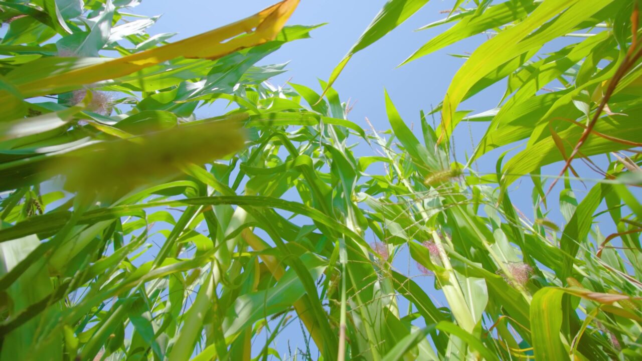 Motion from ground past corn stems to vast high blue sky