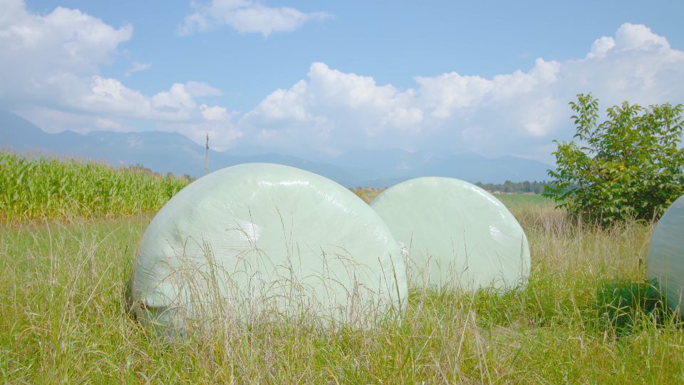Balle di fieno avvolte con un foglio vicino al campo di mais sotto il cielo blu