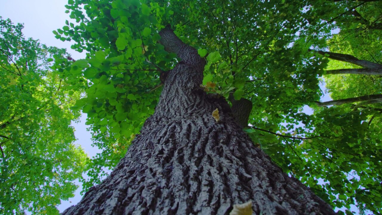 Albero con foglie verdi