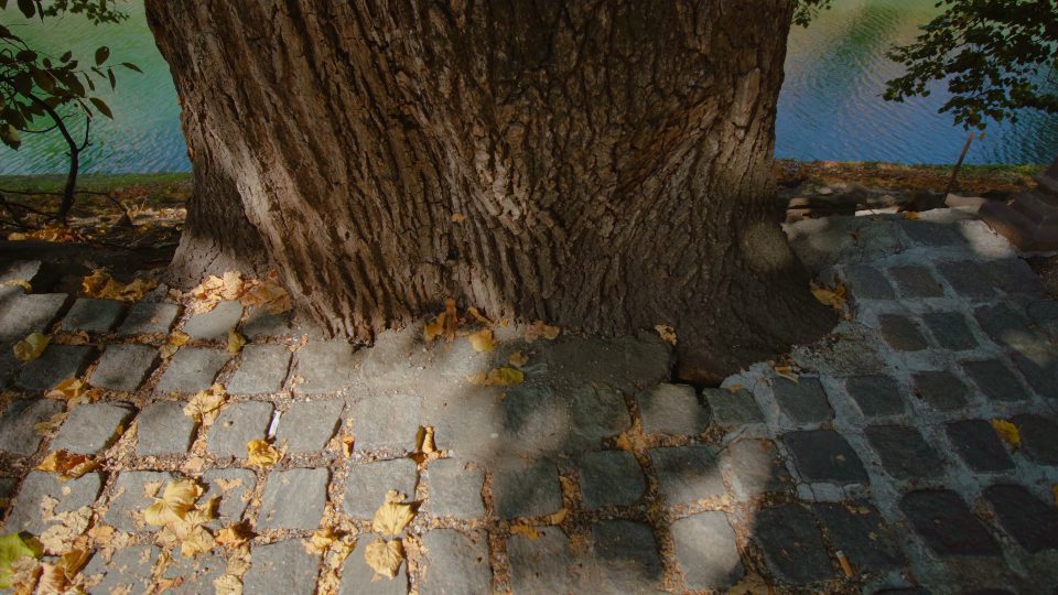 Radici dell’albero sotto marciapiede della città
