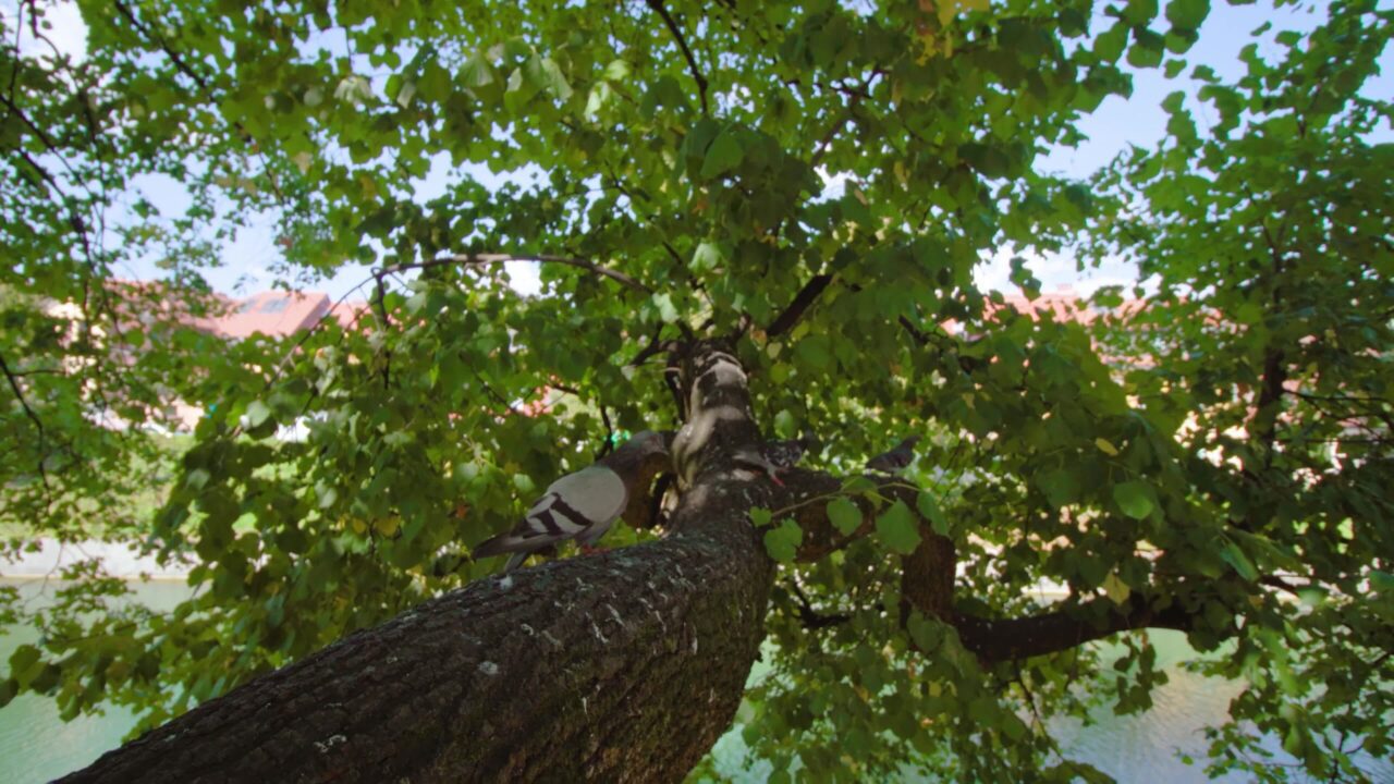 Birds jump on oak tree trunk to crown under clear sky