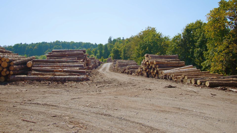 Huge piles of pine logs lie in industrial sawmill yard
