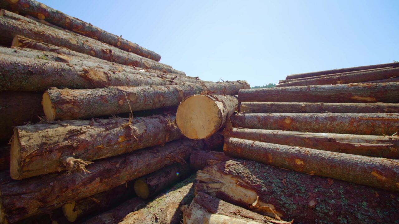 Enormi pile di tronchi di pino nel cortile della segheria nella foresta in una giornata di sole