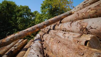 Stacked pine logs with peeled bark on sawmill yard closeup